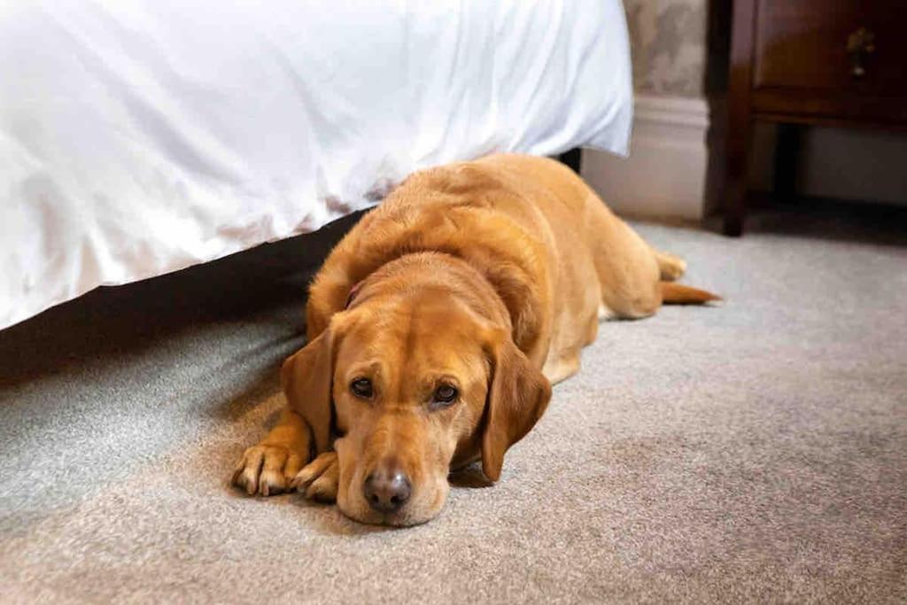 The Stanley Suite 1 Bedroom Apt Dog Friendly Patio Harrogate Kültér fotó